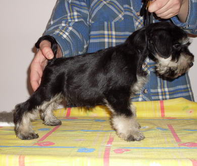 puppy - stene