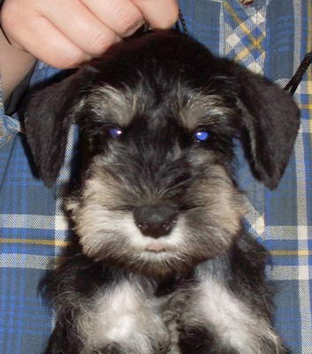 puppy - stene