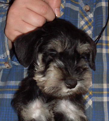 puppy - stene