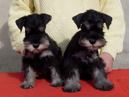puppy - stene