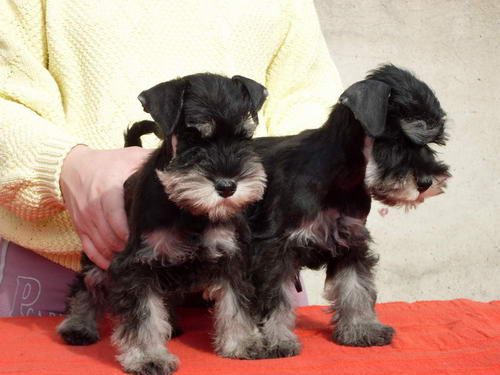 puppy - stene