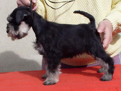 puppy - stene