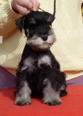puppy - stene