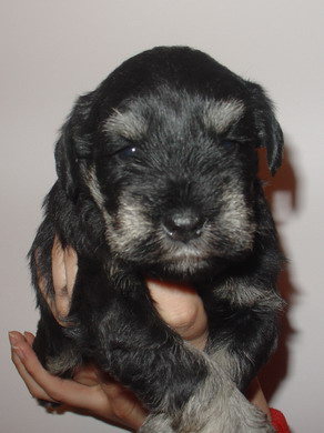 puppy - stene