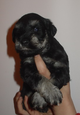 puppy - stene