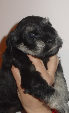 puppy - stene