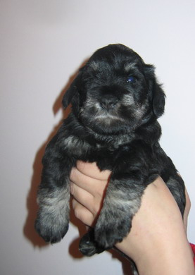puppy - stene