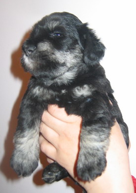 puppy - stene
