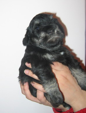 puppy - stene
