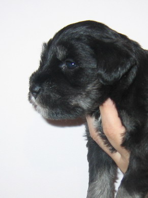 puppy - stene