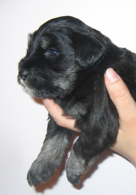 puppy - stene