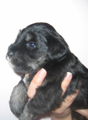 puppy - stene