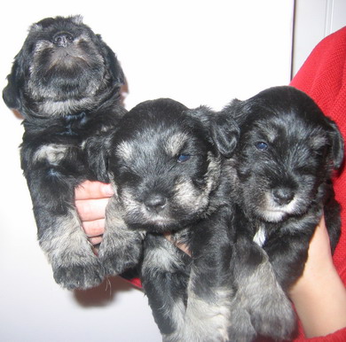 puppy - stene
