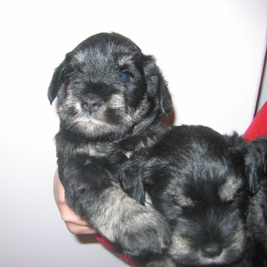 puppy - stene