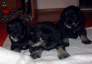 puppy - stene