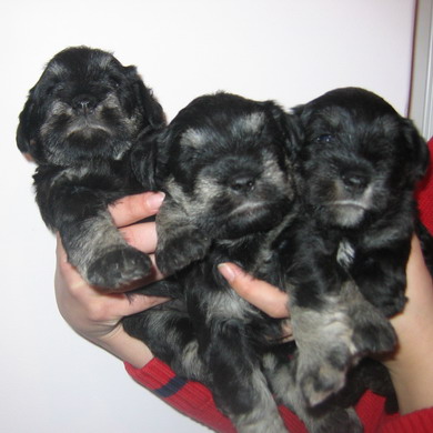 puppy - stene