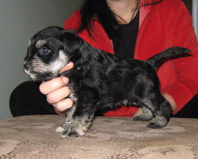 puppy - stene