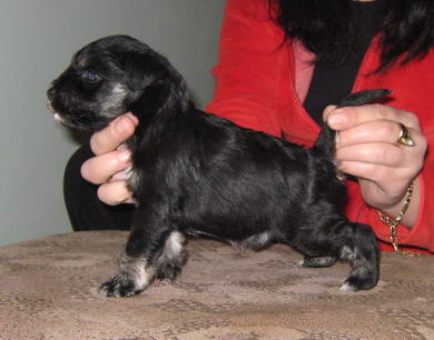 puppy - stene