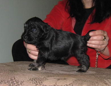 puppy - stene