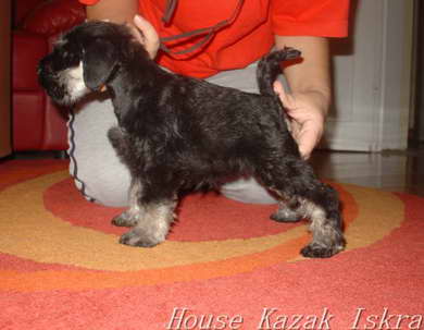 House Kazak
