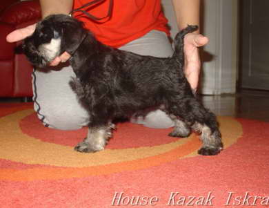 House Kazak