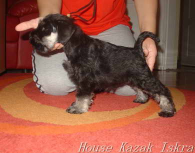 House Kazak