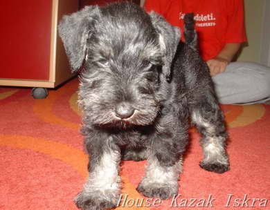 House Kazak