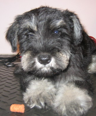 puppy - stene