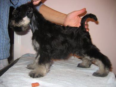 puppy - stene
