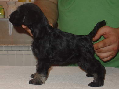 puppy - stene