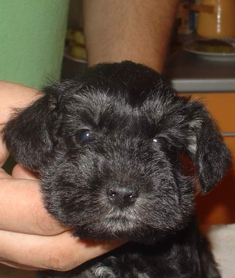 puppy - stene