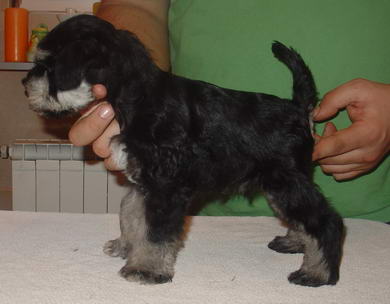 puppy - stene