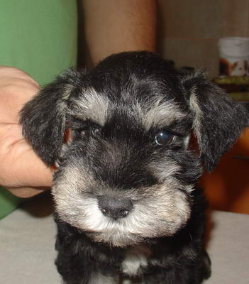 puppy - stene