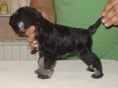 puppy - stene
