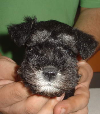 puppy - stene