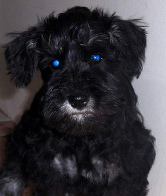 puppy - stene