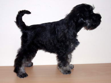 puppy - stene