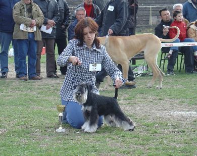Express Man Rezlark Cacib Jagodina