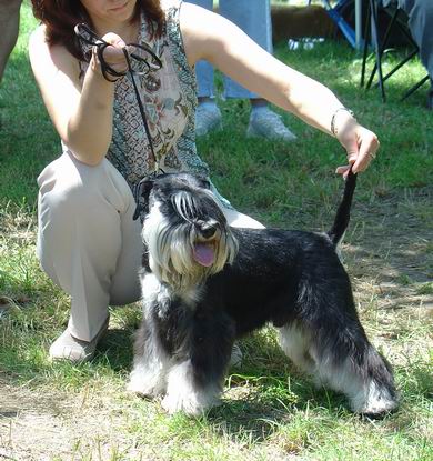Express Man Rezlark  Cacib Krusevac