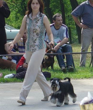 Express Man Rezlark  Cacib Krusevac
