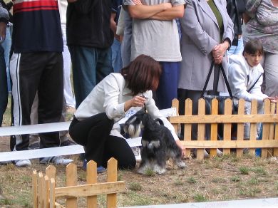 Express Man Rezlark Cacib Nis