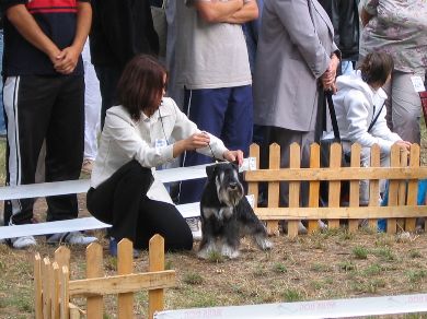 Express Man Rezlark Cacib Nis
