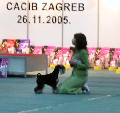 Express Man Rezlark Cacib Zagreb