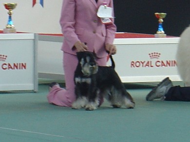 Express Man Rezlark Cacib Zagreb