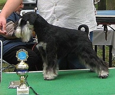 Express Man Rezlark Specialty Show