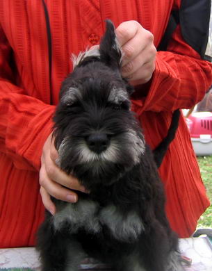 puppy - stene