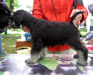 puppy - stene