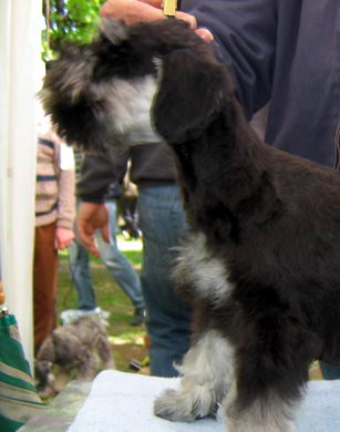 puppy - stene