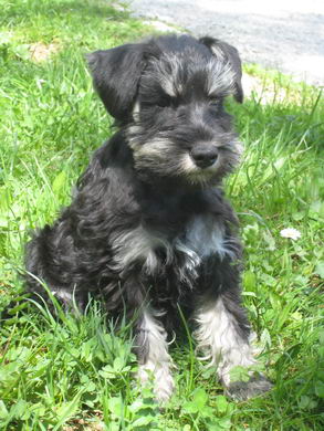 puppy - stene