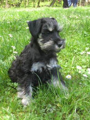 puppy - stene
